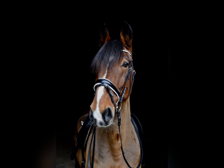 Alt Oldenburg Gelding 13 years 16 hh Brown in Oldenburg