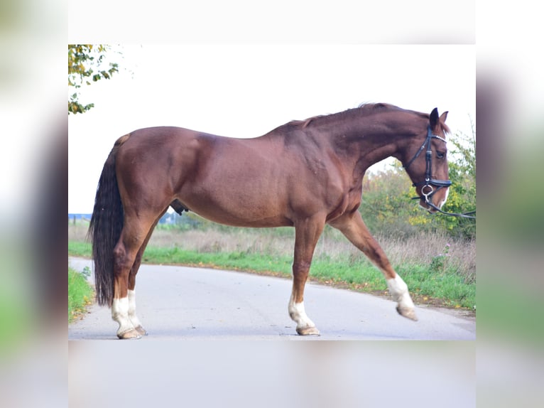 Alt Oldenburg Gelding 15 years 16,1 hh Chestnut in Niederkrüchtenhten