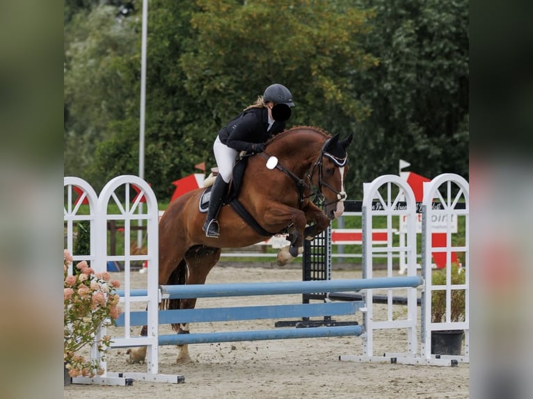 Alt Oldenburg Gelding 15 years 16,1 hh Chestnut in Niederkrüchtenhten