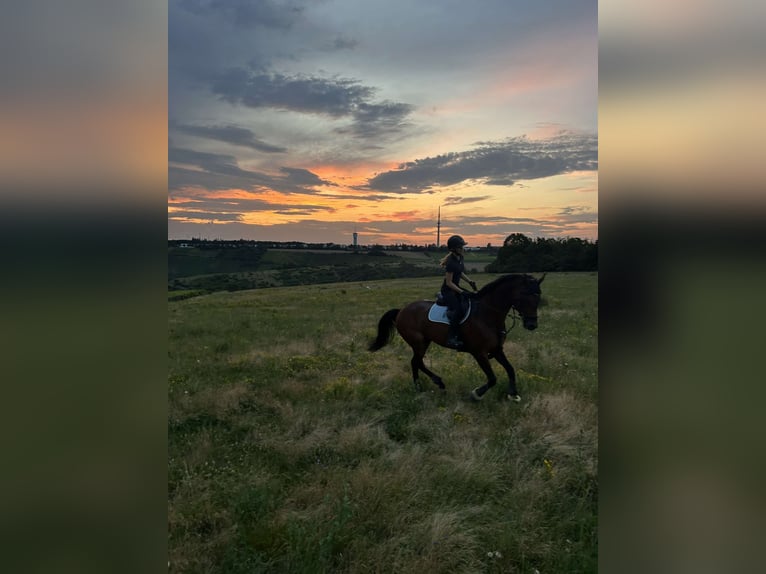 Alt Oldenburg Gelding 15 years 17,1 hh Brown in Trier