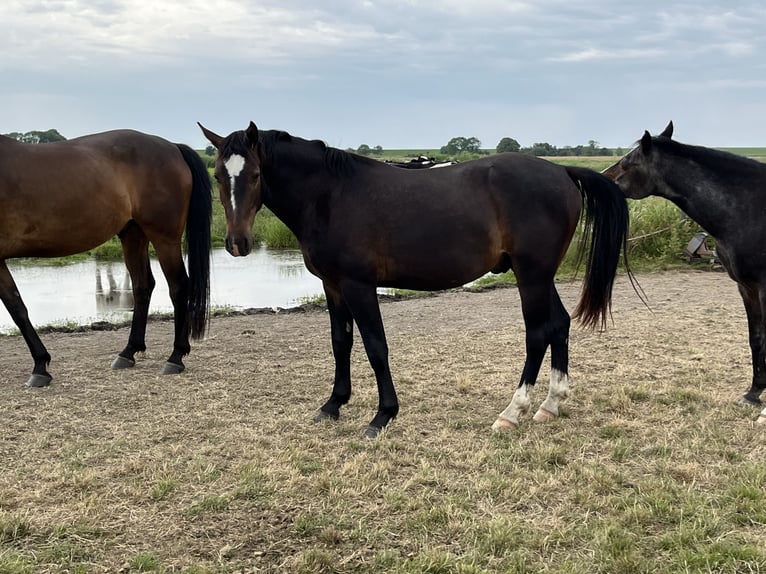 Alt Oldenburg Gelding 2 years 16 hh Bay-Dark in D&#xF6;tlingen