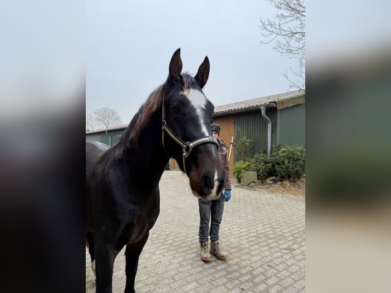 Alt Oldenburg Gelding 2 years 16 hh Bay-Dark in Dötlingen