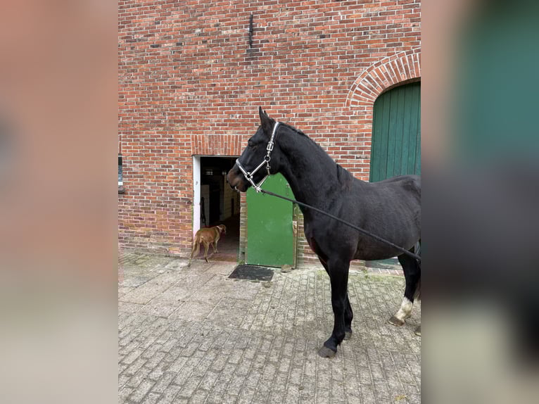 Alt Oldenburg Gelding 3 years 16 hh Bay-Dark in Dötlingen