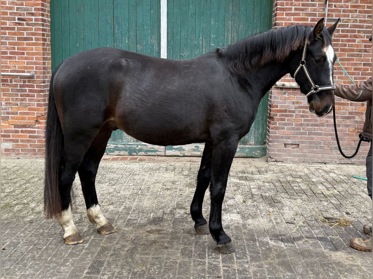 Alt Oldenburg Gelding 3 years 16 hh Bay-Dark in Dötlingen