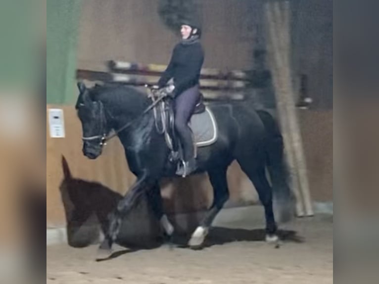 Alt Oldenburg Gelding 3 years 16 hh Black in D&#xF6;tlingen