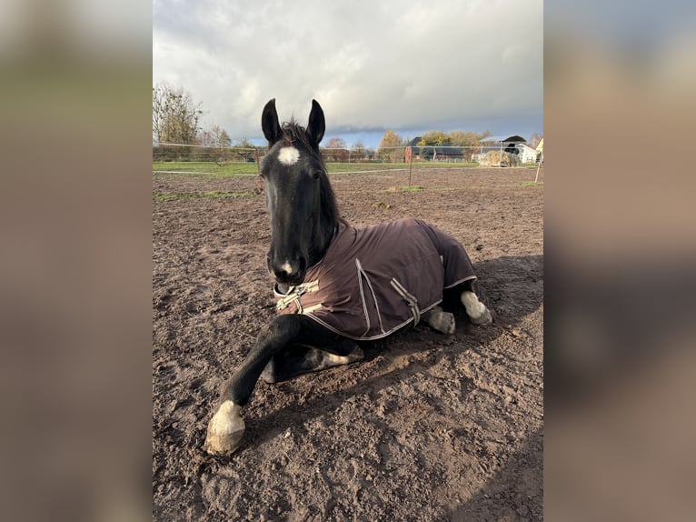 Alt Oldenburg Gelding 3 years 17 hh Black in L&#xF6;wenberger Land