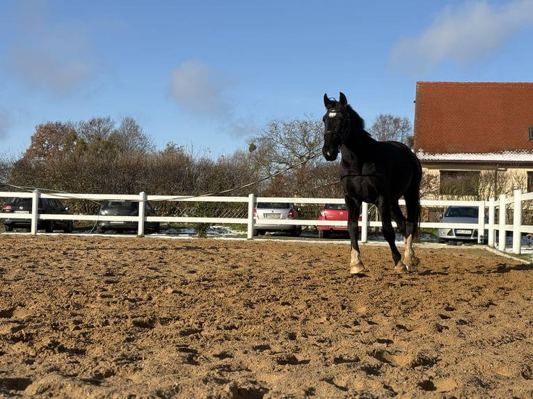 Alt Oldenburg Gelding 3 years 17 hh Black in F&#xFC;rstenberg