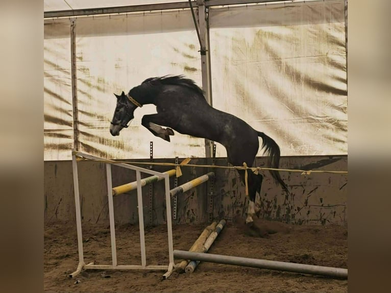 Alt Oldenburg Gelding 3 years 17 hh Grey-Dark-Tan in Kunszentmárton