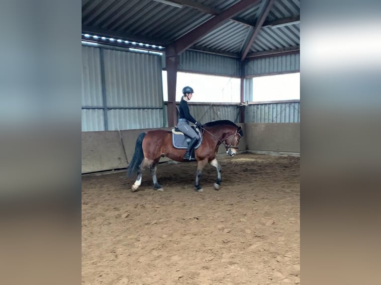 Alt Oldenburg Mix Gelding 4 years 15.1 hh Brown in Wallenhorst