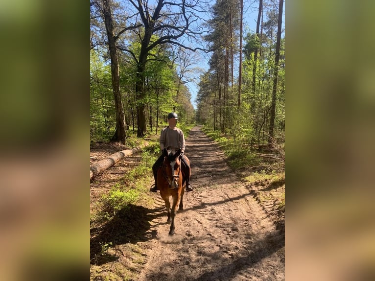 Alt Oldenburg Mix Gelding 4 years 15.1 hh Brown in Wallenhorst