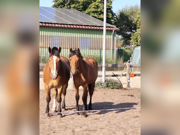 Alt Oldenburg Mix Gelding 4 years 15.1 hh Brown in Wallenhorst