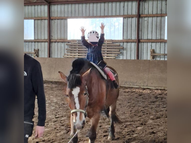 Alt Oldenburg Mix Gelding 4 years 15,1 hh Brown in Wallenhorst