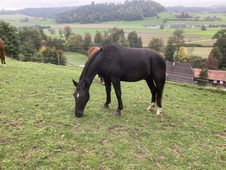 Alt Oldenburg Gelding 4 years 15,3 hh Black in Oberbalm
