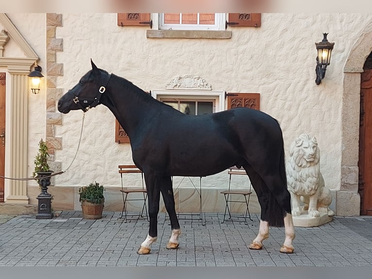 Alt Oldenburg Gelding 4 years 16.1 hh Black in Schöppingen
