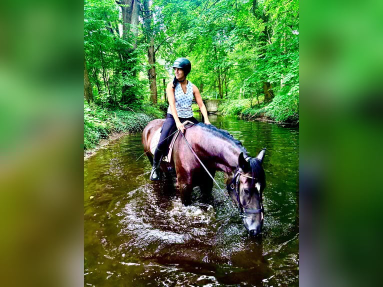 Alt Oldenburg Gelding 4 years 16,2 hh Black in Banzkow