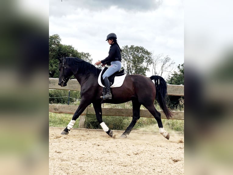 Alt Oldenburg Gelding 4 years 16,2 hh Black in Banzkow