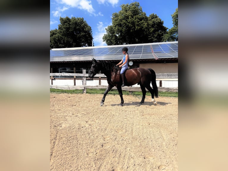 Alt Oldenburg Gelding 4 years 16,2 hh Black in Banzkow