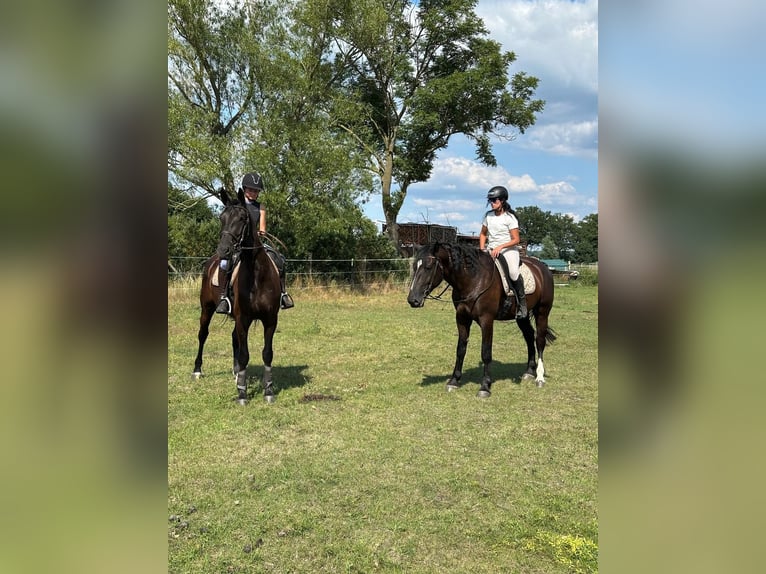 Alt Oldenburg Gelding 4 years 16,2 hh Black in Banzkow