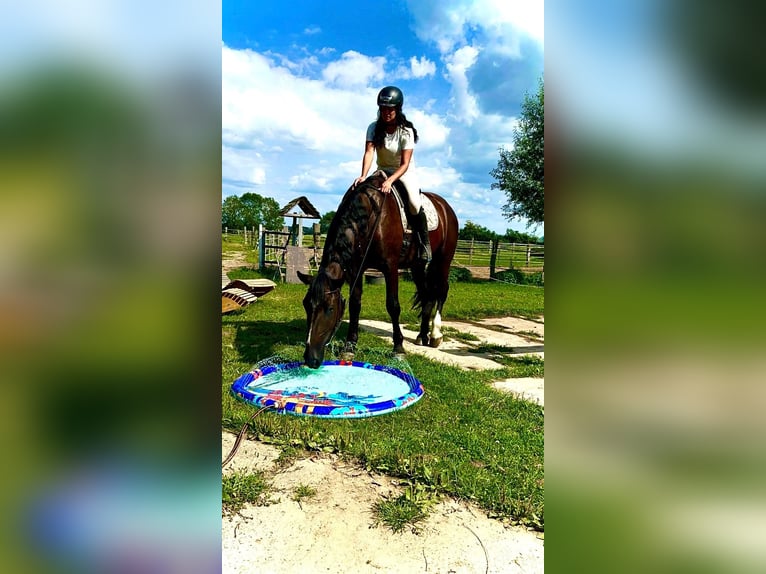 Alt Oldenburg Gelding 4 years 16,2 hh Black in Banzkow