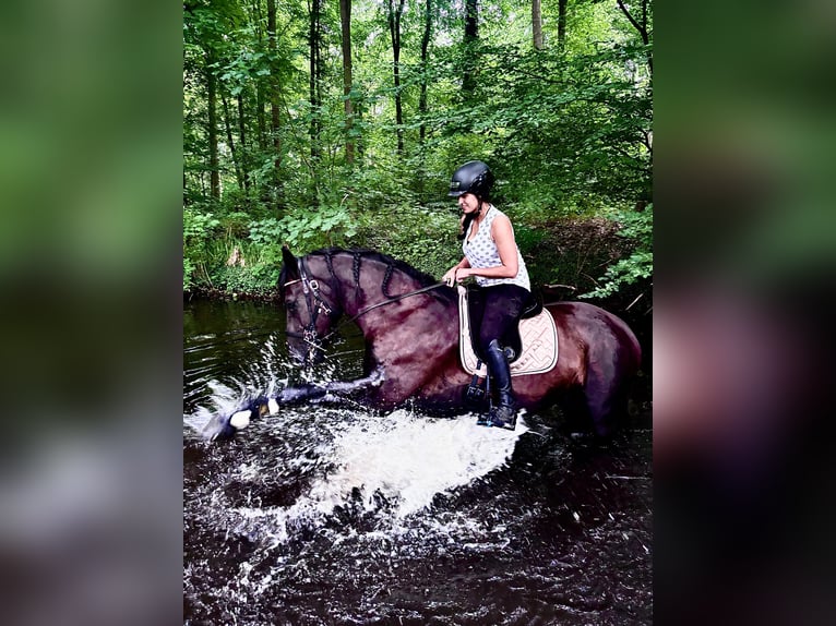 Alt Oldenburg Gelding 4 years 16,2 hh Black in Banzkow