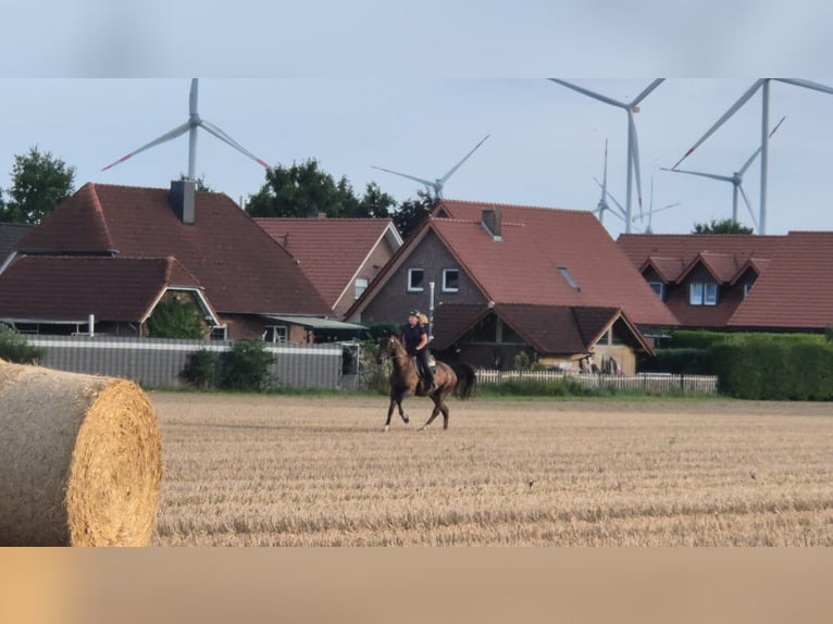 Alt Oldenburg Mix Gelding 5 years 16,1 hh Black in Breddenberg