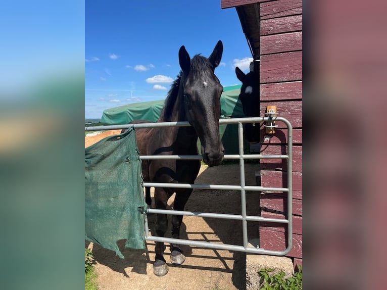 Alt Oldenburg Gelding 5 years 16,1 hh Black in Birkenbeul