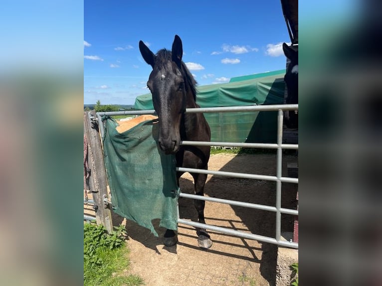 Alt Oldenburg Gelding 5 years 16,1 hh Black in Birkenbeul