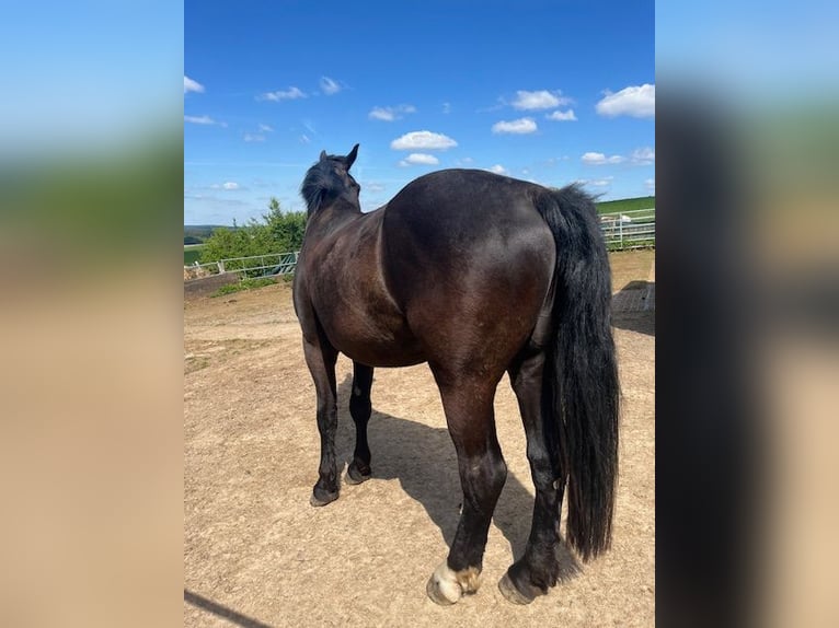 Alt Oldenburg Gelding 5 years 16,1 hh Black in Birkenbeul