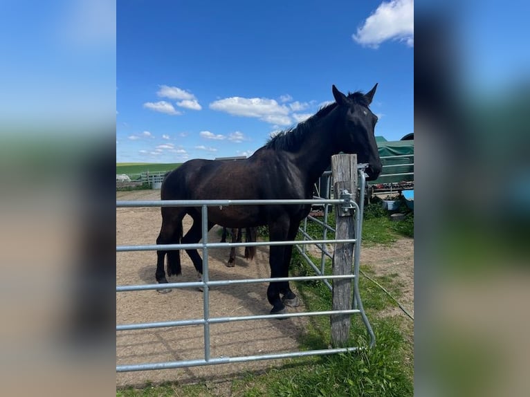 Alt Oldenburg Gelding 5 years 16,1 hh Black in Birkenbeul