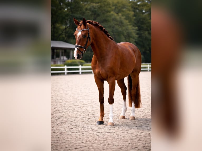 Alt Oldenburg Gelding 5 years 17 hh Chestnut-Red in Ahrensbök