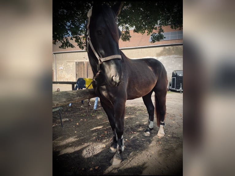 Alt Oldenburg Mix Gelding 8 years 16 hh Black in Salbitz