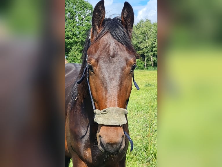 Alt Oldenburg Hingst 2 år 160 cm Brun in Moormerland