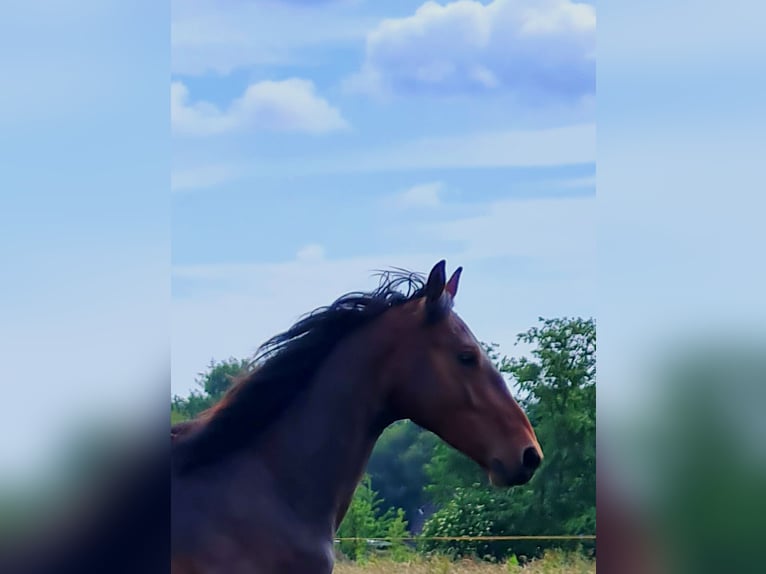 Alt Oldenburg Hingst 2 år 160 cm Brun in Moormerland