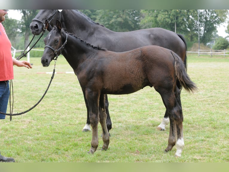 Alt Oldenburg Hingst Föl (04/2024) Svart in Berge-Grafeld