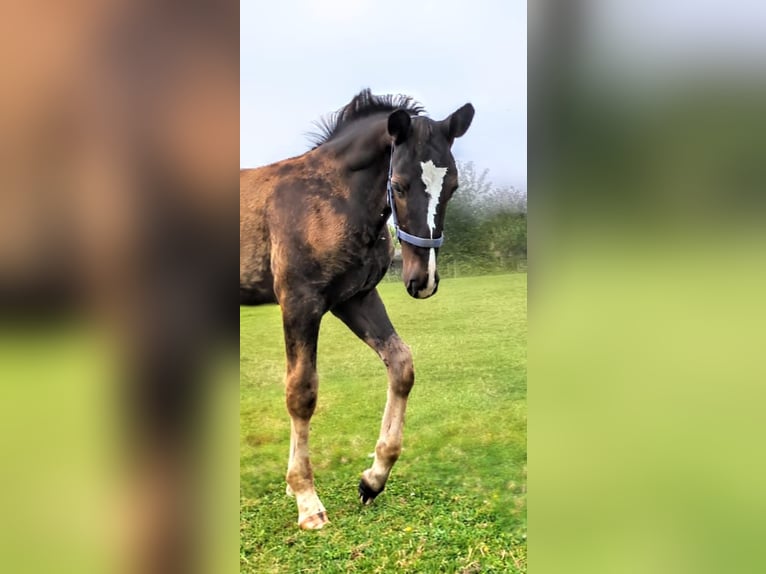 Alt Oldenburg Hingst Föl (05/2024) Svart in Menden