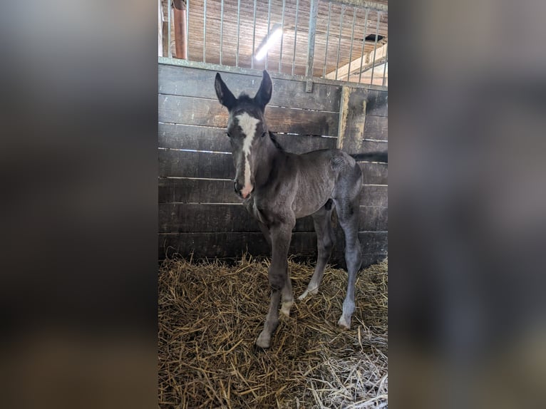 Alt Oldenburg Hingst Föl (05/2024) Svart in Menden