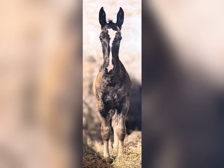 Alt Oldenburg Hingst Föl (05/2024) Svart in Menden