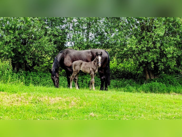 Alt Oldenburg Hingst Föl (05/2024) Svart in Menden