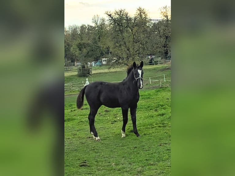 Alt Oldenburg Hingst Föl (05/2024) Svart in Menden