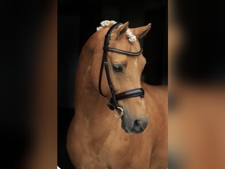 Alt Oldenburg Mare 10 years 15,2 hh Chestnut-Red in Hatten