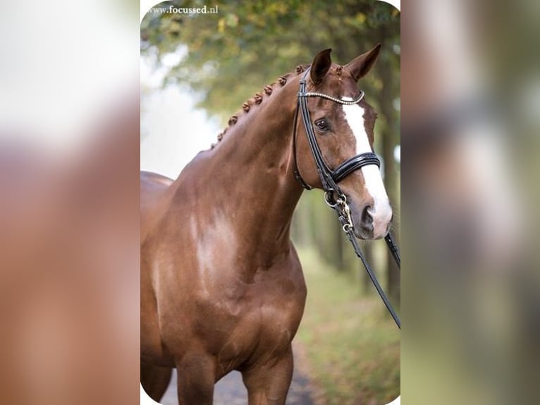 Alt Oldenburg Mare 10 years 15,2 hh Chestnut-Red in Hatten