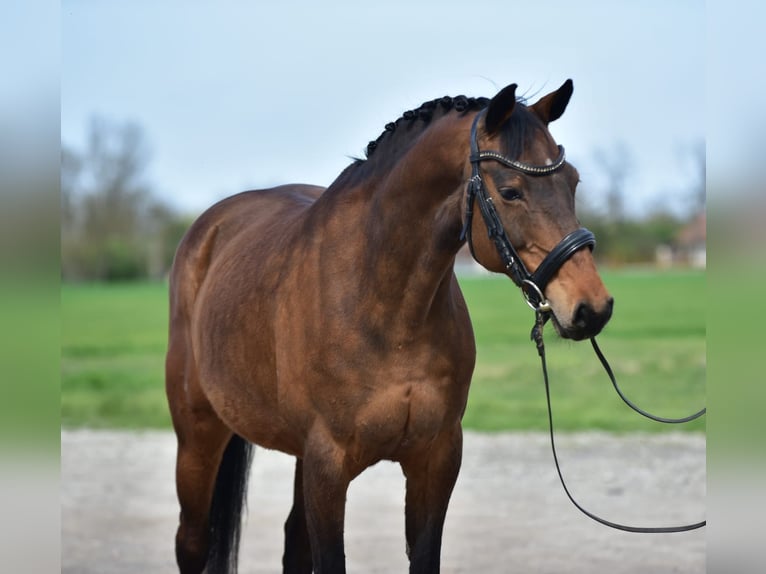 Alt Oldenburg Mare 10 years 16 hh Brown in Kecskemét