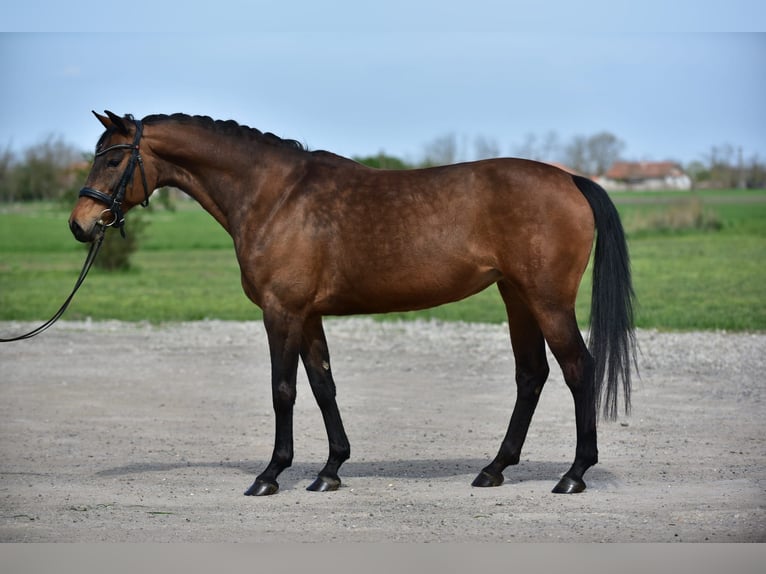 Alt Oldenburg Mare 10 years 16 hh Brown in Kecskemét