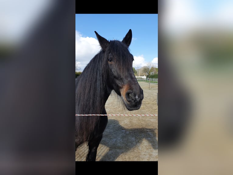 Alt Oldenburg Mix Mare 11 years 16 hh in Rees
