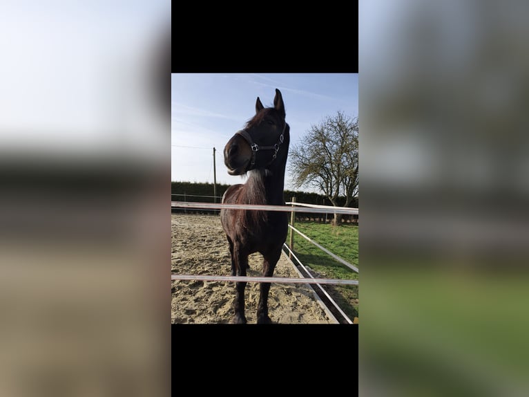 Alt Oldenburg Mix Mare 11 years 16 hh in Rees
