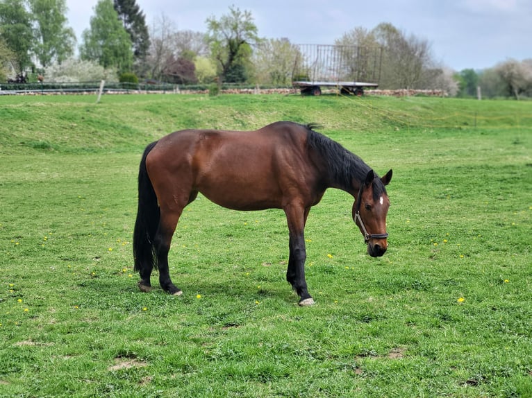 Alt Oldenburg Mare 13 years 17,1 hh Brown in Borchen