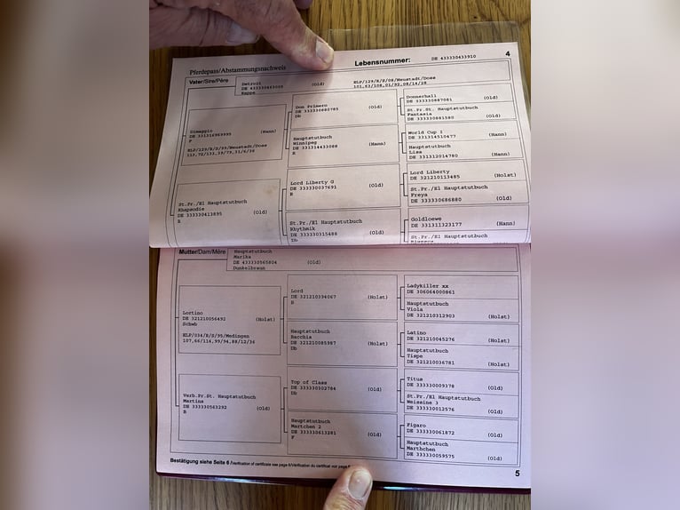 Alt Oldenburg Mare 16 years 17 hh Chestnut in Vreden