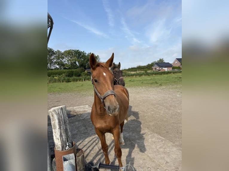 Alt Oldenburg Mix Mare 1 year 14,2 hh Chestnut-Red in Wirdum