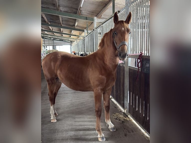 Alt Oldenburg Mix Mare 1 year 14,2 hh Chestnut-Red in Wirdum