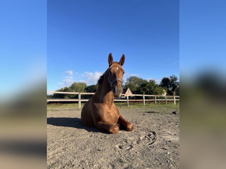 Alt Oldenburg Mix Mare 1 year 14,2 hh Chestnut-Red in Wirdum